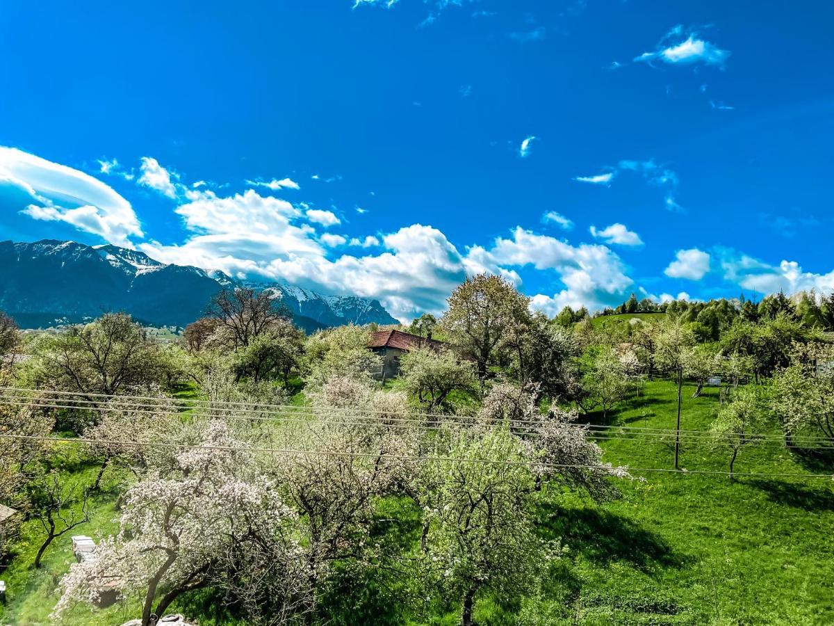 Transylvania Mountain View Cdi Bran  Eksteriør billede